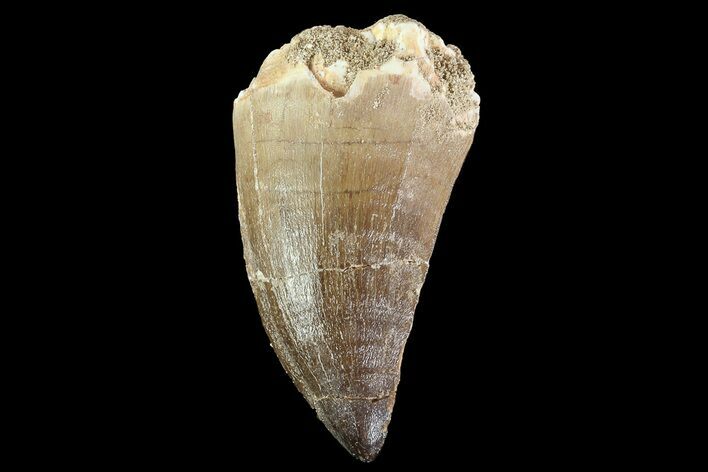 Bargain Mosasaur (Prognathodon) Tooth - Morocco #74974